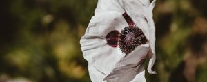 Превью обои мак, цветок, белый, размытость