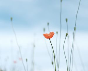 Превью обои мак, цветок, дикий, растение, цветение