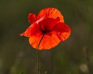 Превью обои мак, цветок, красный, яркий, цветение