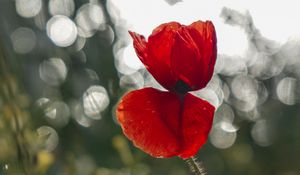 Превью обои мак, цветок, красный, крупным планом