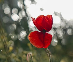Превью обои мак, цветок, красный, крупным планом