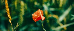Превью обои мак, цветок, красный, растение, цветение, крупным планом
