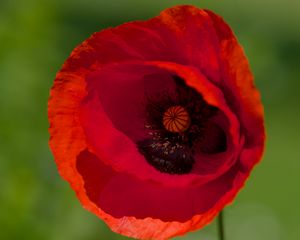 Превью обои мак, цветок, лепестки, красный