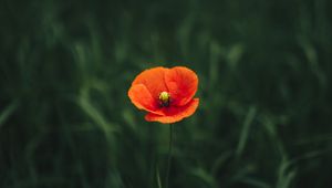 Превью обои мак, цветок, лепестки, трава