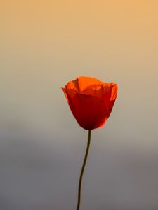 Превью обои мак, цветок, лепестки, закат