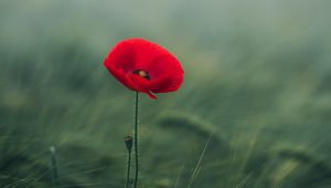 Превью обои мак, цветок, трава, цветение, макро