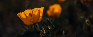 Превью обои мак, цветок, желтый, цветение, растение
