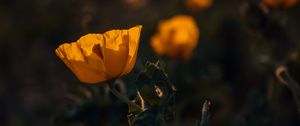 Превью обои мак, цветок, желтый, цветение, растение
