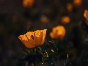Превью обои мак, цветок, желтый, цветение, растение