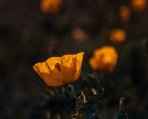 Превью обои мак, цветок, желтый, цветение, растение
