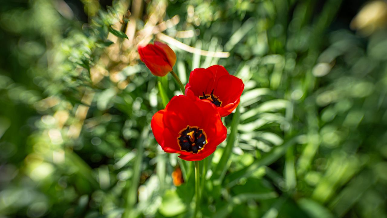 Обои мак, цветы, лепестки, растения, красный