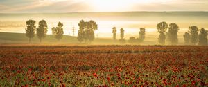 Превью обои маки, полевые цветы, цветы, деревья