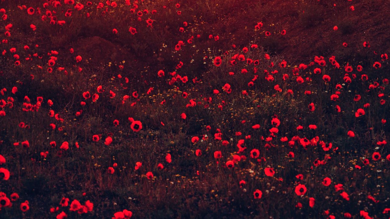 Обои маки, цветы, поле, красный, цветение