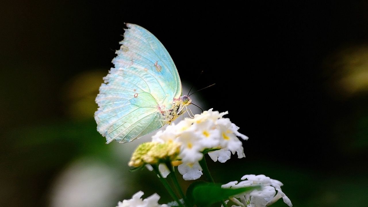 Обои макро, бабочка, крылья, цветок, белый