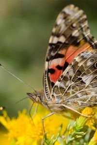 Превью обои макро, бабочка, крылья, цветы, желтые, усики