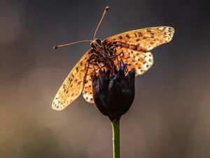 Превью обои макро, бабочка, цветок, стебель, размытость, усики