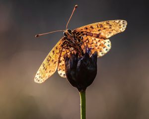 Превью обои макро, бабочка, цветок, стебель, размытость, усики