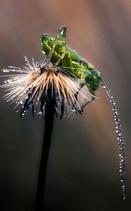 Превью обои макро, кузнечик, одуванчик, роса, капли, свет