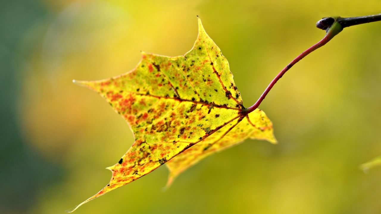 Обои макро, лист, осень, размытость