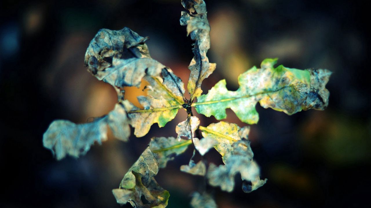 Обои макро, лист, осень, сухой, скрюченный