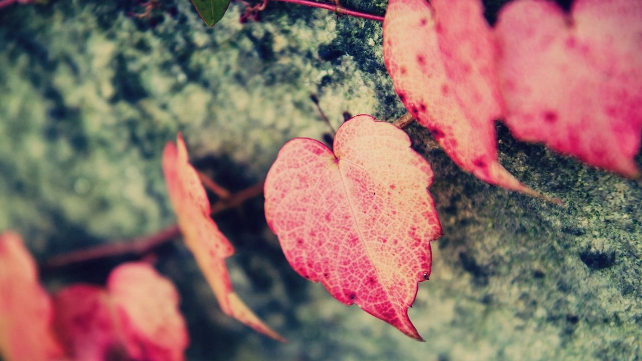 Обои макро, листья, листочки, сердце, сердечко, форма, розовый