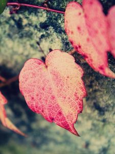 Превью обои макро, листья, листочки, сердце, сердечко, форма, розовый