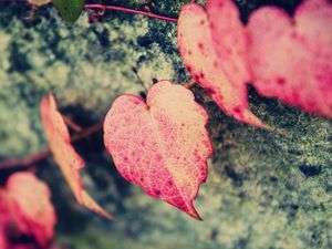 Превью обои макро, листья, листочки, сердце, сердечко, форма, розовый