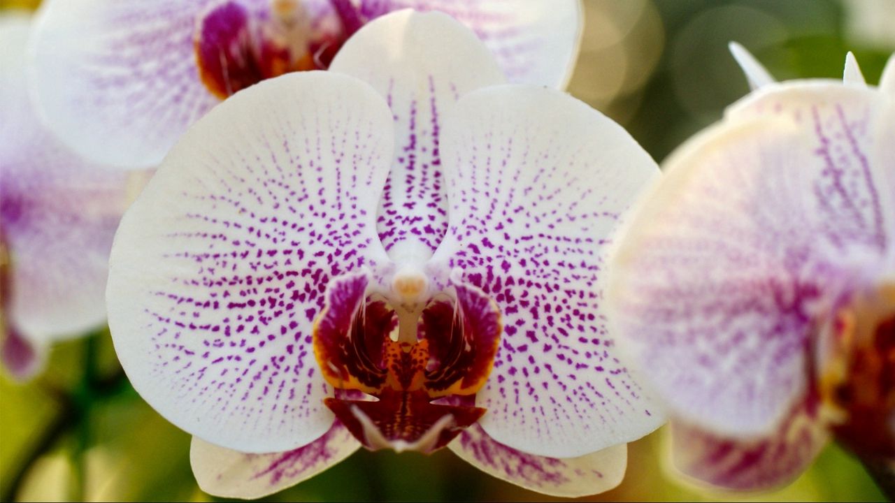 Обои макро, орхидея, фаленопсис, белая, в крапинку, ветка