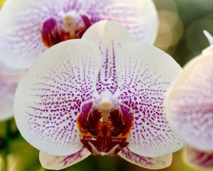 Превью обои макро, орхидея, фаленопсис, белая, в крапинку, ветка