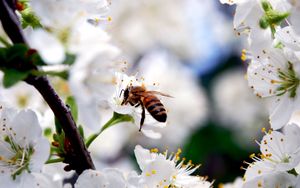 Превью обои макро, пчела, цветы, опыление