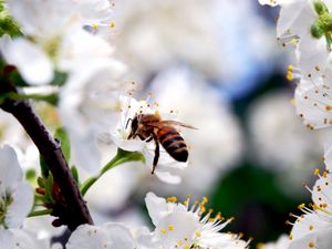 Превью обои макро, пчела, цветы, опыление