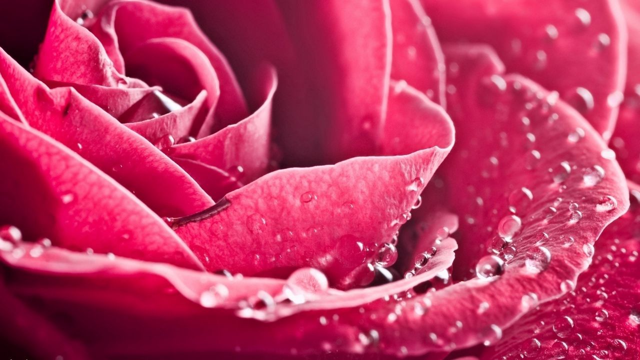 Обои макро, розовый, роза, цветок, лепестки