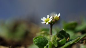 Превью обои макро, цветок, растение, листья, лепестки, природа