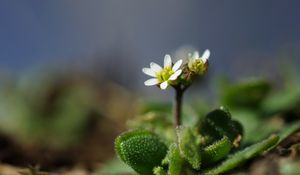 Превью обои макро, цветок, растение, листья, лепестки, природа