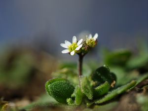 Превью обои макро, цветок, растение, листья, лепестки, природа
