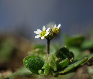 Превью обои макро, цветок, растение, листья, лепестки, природа