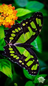 Превью обои малахитовая бабочка, бабочка, зеленый, листья