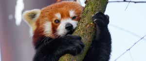 Превью обои малая панда, дерево, ветка, животное