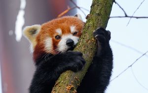 Превью обои малая панда, дерево, ветка, животное