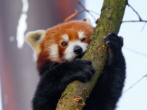 Превью обои малая панда, дерево, ветка, животное