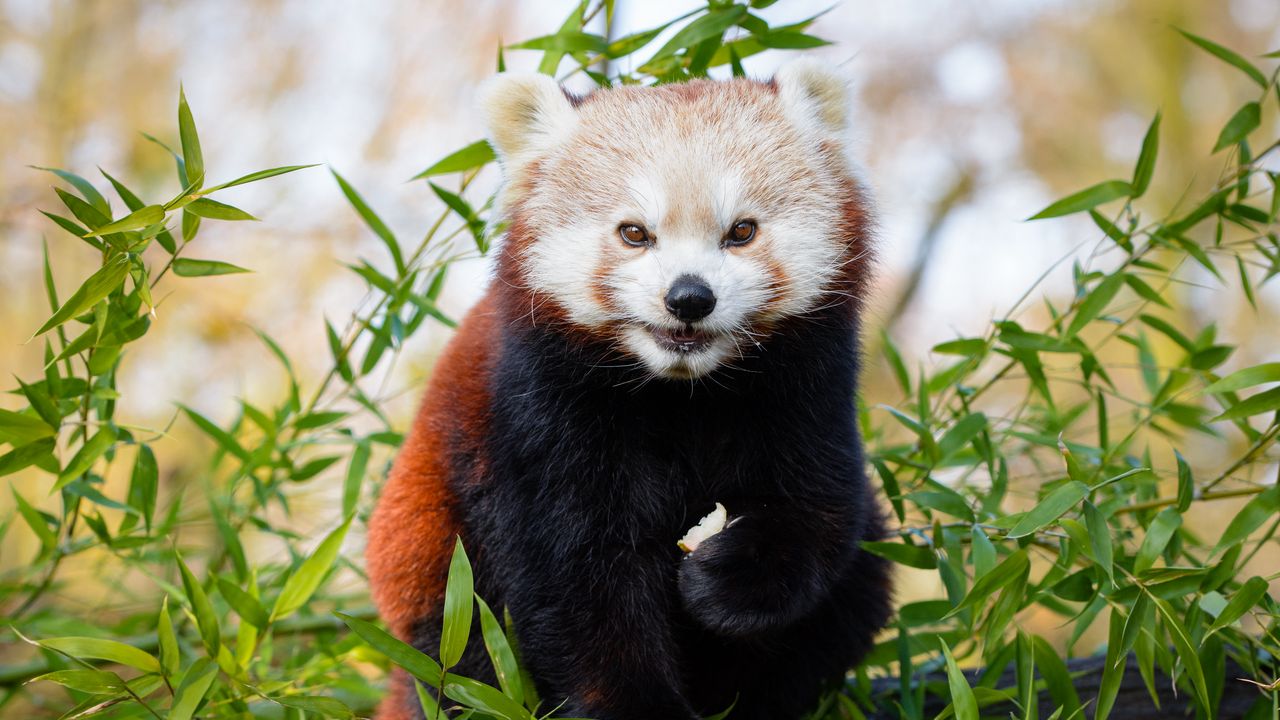 Обои малая панда, коричневый, милый, животное, бамбук, ветки