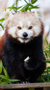 Превью обои малая панда, коричневый, милый, животное, бамбук, ветки