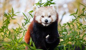 Превью обои малая панда, коричневый, милый, животное, бамбук, ветки