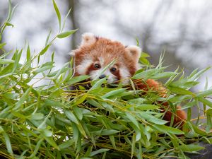 Превью обои малая панда, коричневый, пушистый, животное, ветки