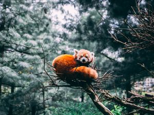 Превью обои малая панда, красная панда, панда, дикая природа