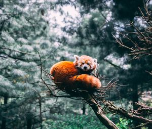 Превью обои малая панда, красная панда, панда, дикая природа