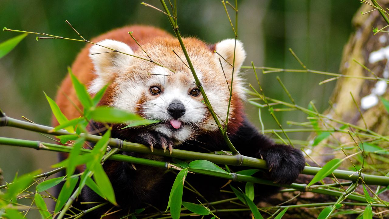 Обои малая панда, панда, высунутый язык, милый, забавный, бамбук, ветки