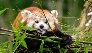Превью обои малая панда, панда, высунутый язык, милый, забавный, бамбук, ветки