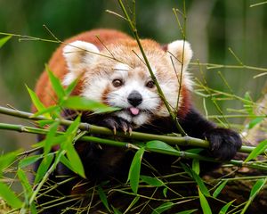 Превью обои малая панда, панда, высунутый язык, милый, забавный, бамбук, ветки