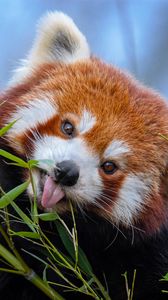 Превью обои малая панда, высунутый язык, милый, забавный, животное, бамбук